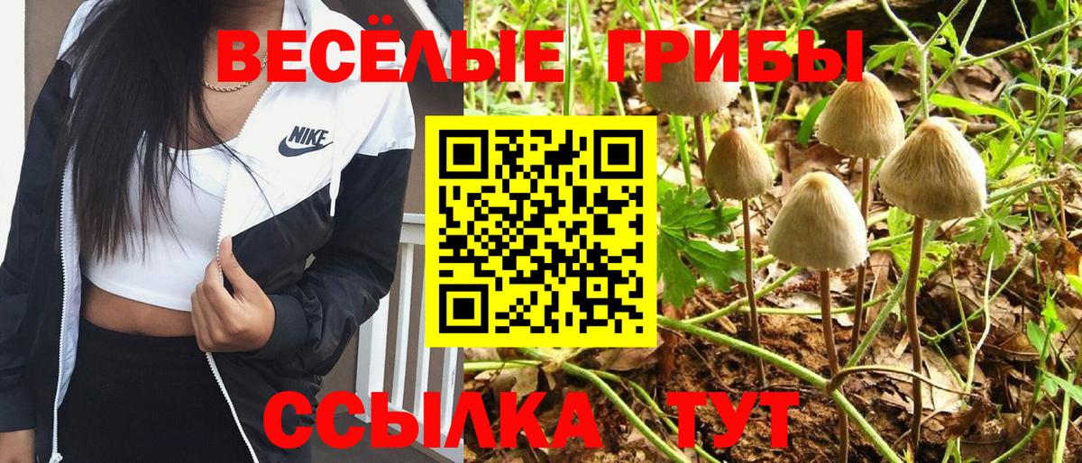 Псилоцибиновые грибы Cubensis Ачхой-Мартан