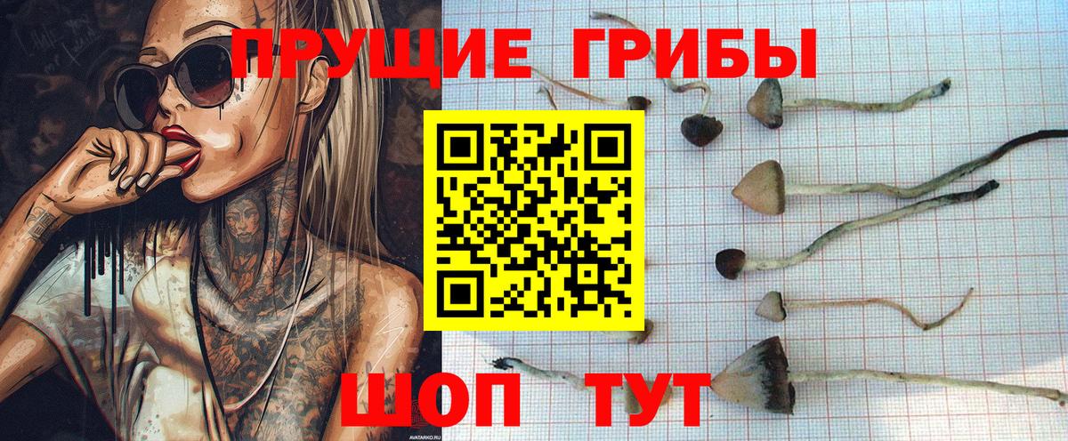 Ачхой-Мартан  Псилоцибиновые грибы GOLDEN TEACHER  купить  цена  Псилоцибиновые грибы Psilocybe  Вход с VPN 